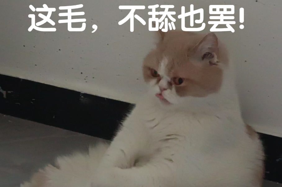 舔猫